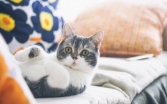 Desktop wallpaper. Cats. ID:66054