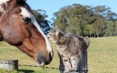 Desktop wallpaper. Cats. ID:66055