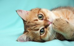 Desktop wallpaper. Cats. ID:66056