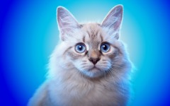 Desktop wallpaper. Cats. ID:66057
