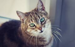 Desktop wallpaper. Cats. ID:66059