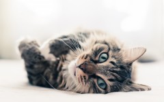 Desktop wallpaper. Cats. ID:66060
