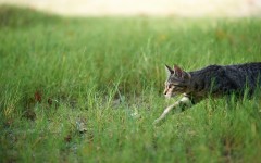 Desktop wallpaper. Cats. ID:66061