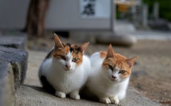 Desktop wallpaper. Cats. ID:66062