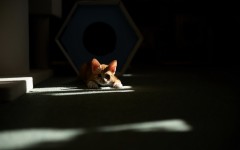 Desktop wallpaper. Cats. ID:66065