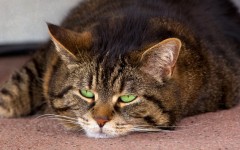 Desktop wallpaper. Cats. ID:66066