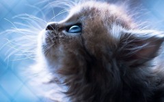Desktop wallpaper. Cats. ID:66067