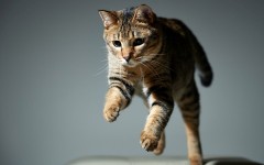 Desktop wallpaper. Cats. ID:66069