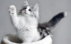 Desktop wallpaper. Cats. ID:66070