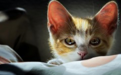 Desktop wallpaper. Cats. ID:66071