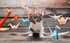 Desktop wallpaper. Cats. ID:66072