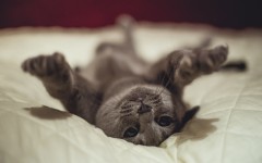 Desktop wallpaper. Cats. ID:66074