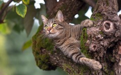 Desktop wallpaper. Cats. ID:66075