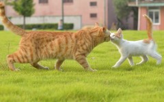 Desktop wallpaper. Cats. ID:66076