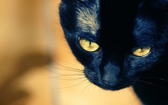 Desktop wallpaper. Cats. ID:66077