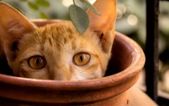 Desktop wallpaper. Cats. ID:66078