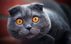 Desktop wallpaper. Cats. ID:66079