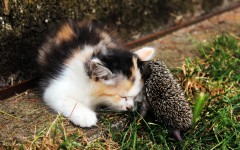 Desktop wallpaper. Cats. ID:66080