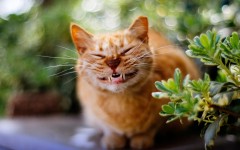 Desktop wallpaper. Cats. ID:66081