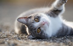 Desktop wallpaper. Cats. ID:66083