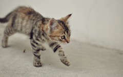 Desktop wallpaper. Cats. ID:66085