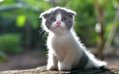 Desktop wallpaper. Cats. ID:66086