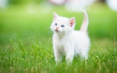 Desktop wallpaper. Cats. ID:66087