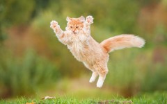 Desktop wallpaper. Cats. ID:66088