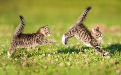 Desktop wallpaper. Cats. ID:66089