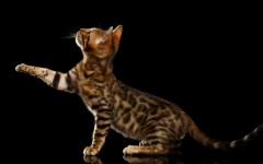 Desktop wallpaper. Cats. ID:66090