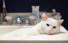 Desktop wallpaper. Cats. ID:66091