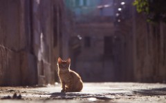 Desktop wallpaper. Cats. ID:66092