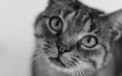 Desktop wallpaper. Cats. ID:66095