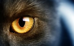 Desktop wallpaper. Cats. ID:66096