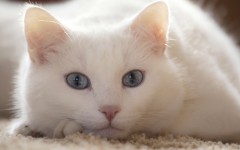 Desktop wallpaper. Cats. ID:66097