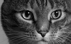 Desktop wallpaper. Cats. ID:66098