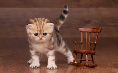 Desktop wallpaper. Cats. ID:66099
