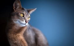 Desktop wallpaper. Cats. ID:66100