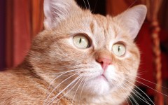 Desktop wallpaper. Cats. ID:66102