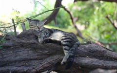 Desktop wallpaper. Cats. ID:66103