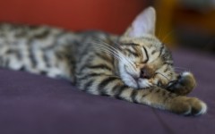 Desktop wallpaper. Cats. ID:66104