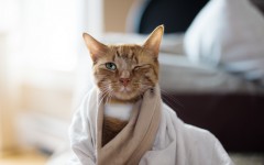 Desktop wallpaper. Cats. ID:66105