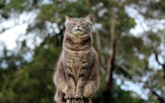 Desktop wallpaper. Cats. ID:66107