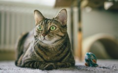 Desktop wallpaper. Cats. ID:66110