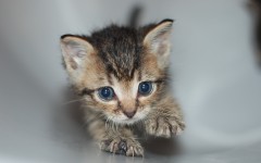 Desktop wallpaper. Cats. ID:66111