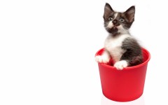 Desktop wallpaper. Cats. ID:66112