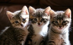 Desktop wallpaper. Cats. ID:66113