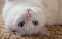 Desktop wallpaper. Cats. ID:66114