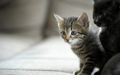 Desktop wallpaper. Cats. ID:66115