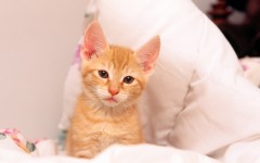 Desktop wallpaper. Cats. ID:66116